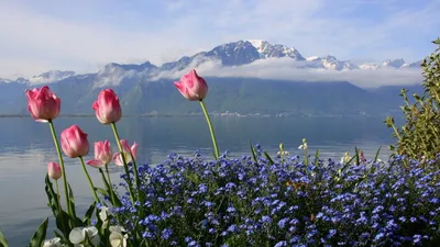 Фотофакт: море цветущих тюльпанов в китайской провинции Хэнань