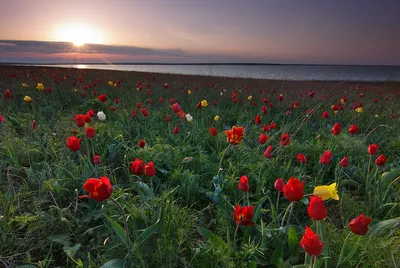 Astra Fund Holland BV - Голландия. Море тюльпанов. Holland. Sea of Tulips.  Astra Fund - цветы и растения из Голландии. | Facebook
