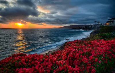 Море цветов | хочу на море ;)