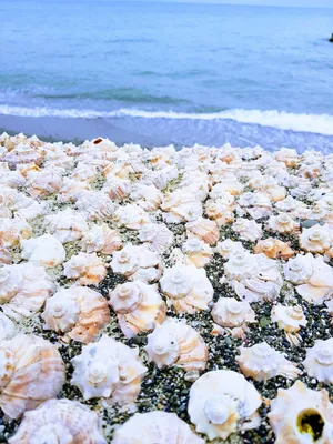 Целое море цветов...