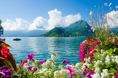 Реальные Цветы Море Цветов - Бесплатное фото на Pixabay - Pixabay