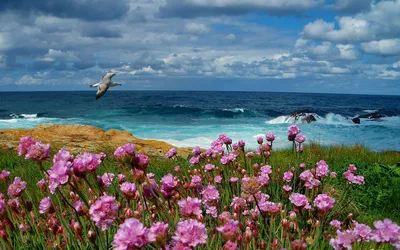 Целое море цветов... | Пикабу