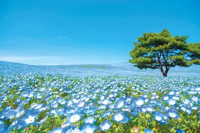 Картина \"Море цветов\"