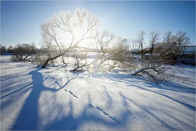 Мороз и Солнце... Автор Елега | Счастливые картинки, Доброе утро,  Праздничные открытки