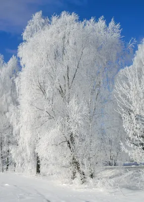 Мороз и солнце; день чудесный!: mikhailtula — LiveJournal