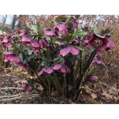 Морозник черный (Helleborus niger)