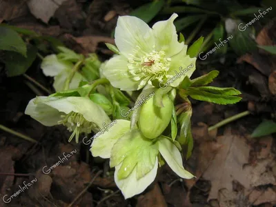 Морозник – чудо-квітка зимового саду | Види і сорти