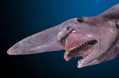 Топ 12 доисторических морских чудовищ :: Инфониак