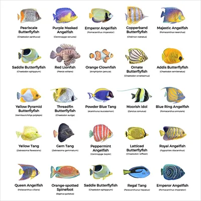 Морские животные картинки с названиями