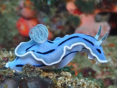 комплект с морскими обитателями, живущими на дне океана. морские животные.  Иллюстрация вектора - иллюстрации насчитывающей конструкция, шарж: 216591004