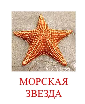 Удивительные обитатели морей и океанов - Развивающие мультики про животных  для детей - YouTube