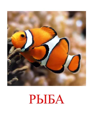 Раскраска морские обитатели | Детские раскраски, распечатать, скачать