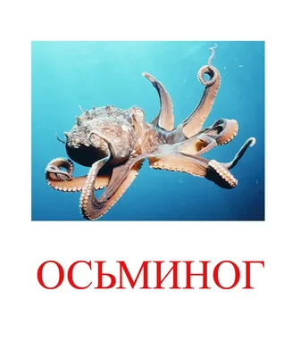 Рамка-вкладыш большая MD2195 Морские животные купить в  Украине,Одесса|【Умнички Тойс】