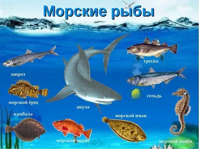 Морские животные картинки с названиями для детей