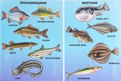 Морские животные картинки для детей