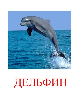 Картинки обитатели морей и океанов для детского сада (68 фото) » Картинки и  статусы про окружающий мир вокруг