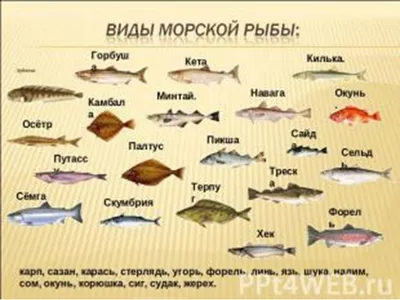Морские животные картинки для детей