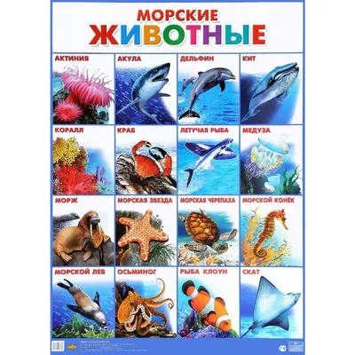 Картинки обитатели морей и океанов с названиями (69 фото) » Картинки и  статусы про окружающий мир вокруг