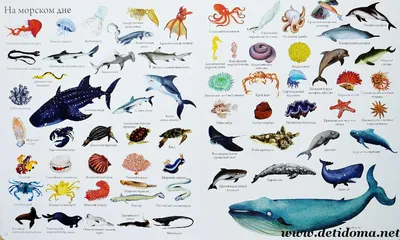 ▻ ЖИВОТНЫЕ АФРИКИ. Дикие животные. Учим животных из Африки. Обучающее  видео. - YouTube