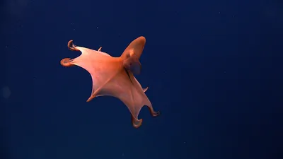 Морские животные способны к обучению, даже не имея мозга: американские  ученые - 02.12.2023, Sputnik Армения