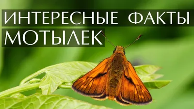 Подставка для благовоний Мотылек в интернет-магазине 4yoga.ru