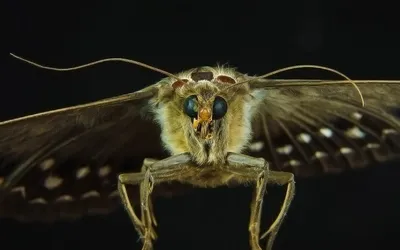 Бледный луговой мотылёк (Sitochroa palealis) - Picture Insect