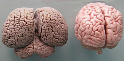 Искусственный мозг — эксперименты по созданию искусственного разума