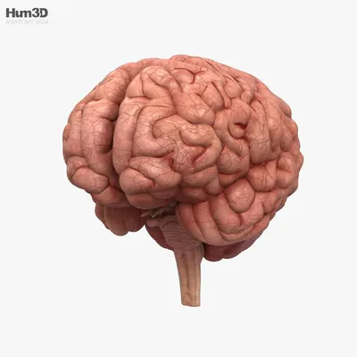 Мозг проходит через большую «перестройку» после 40 лет / Хабр