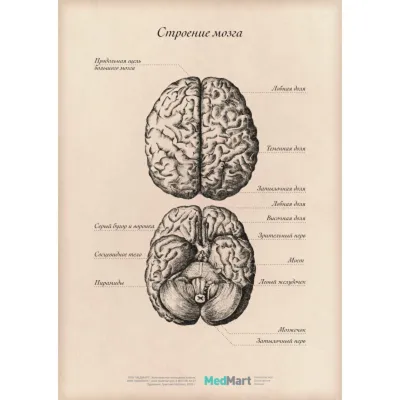 Человеческий мозг стоковое фото. изображение насчитывающей височно -  76444934