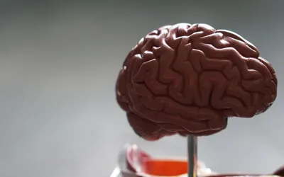 Возможна ли пересадка человеческого мозга? (gawker.com, США) | 18.01.2022,  ИноСМИ