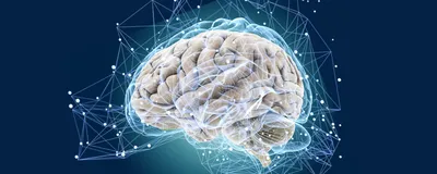 Объяснено уменьшение человеческого мозга: Наука: Наука и техника: Lenta.ru