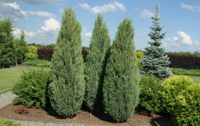 Можжевельник Казацкий (Juniperus sabina): цены, купить в Москве