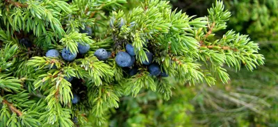 Купить можжевельник средний pfitzeriana compacta деревья и растения -  Крымский питомник Гавриш