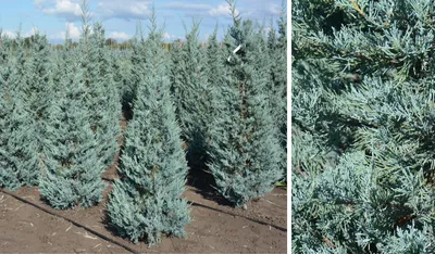 Можжевельник скальный (Juniperus scopulorum Blue Arrow), цена в Перми от  компании Питомник Макаровых