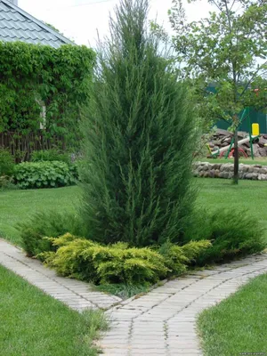 Juniperus communis 'Extra Gold Cone', Можжевельник обыкновенный 'Экстра  Голд Кон'