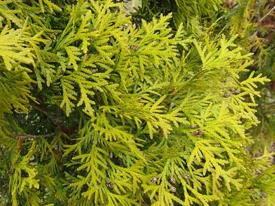 Можжевельник обыкновенный Хиберника ( Juniperus communis Hibernica ) -  купить в Киеве и области, справедливая цена - Green Garth (Грин Гарт)