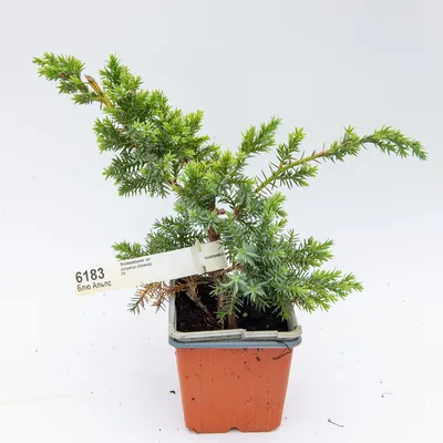 Juniperus communis 'Gold Cone', Можжевельник обыкновенный 'Голд  Кон'|landshaft.info