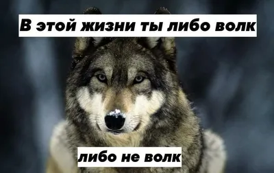 Пацаны, запоминаем цитаты Питерского волка из свежего эпизода Биги! Ауф! |  Instagram