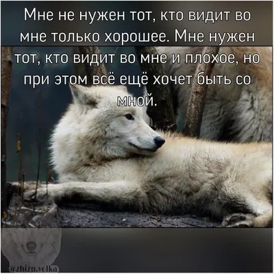 притча #два #волка #мудрость | Цитаты, Мудрые цитаты, Сильные цитаты