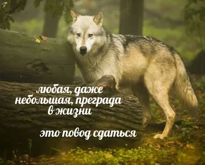 Мудрость волка: сила для защиты, а не для нападения» — создано в Шедевруме