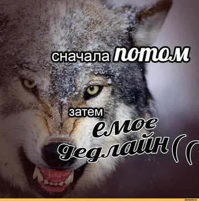 Тетрадь Цитата волка — купить по цене 390 руб в интернет-магазине #2703973