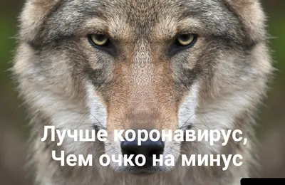 Жизнь Волка on Instagram: “#ЖизньВолка ⠀ #волк #волки #цитаты #жизнь #мысли  #душа #душапацана #цитатадня #статусысосмыслом #нес… | Волк, Цитаты,  Жизненная мотивация