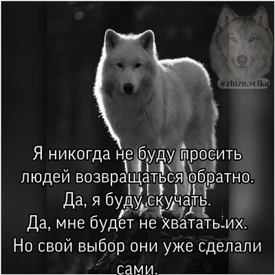 Волчьи цитаты | Автор: lexani4321