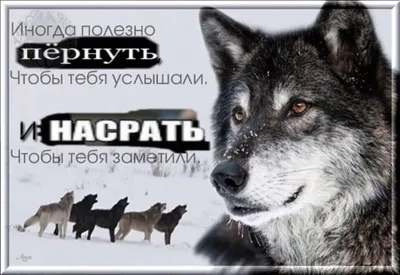 Тест: отличите настоящую «пацанскую» цитату от цитаты из мема про волков |  MAXIM