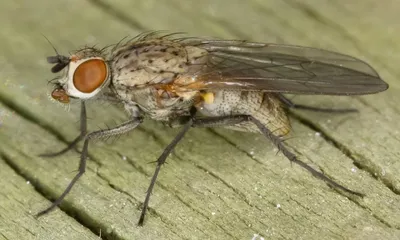 File:Муха(Diptera).jpg - Wikipedia