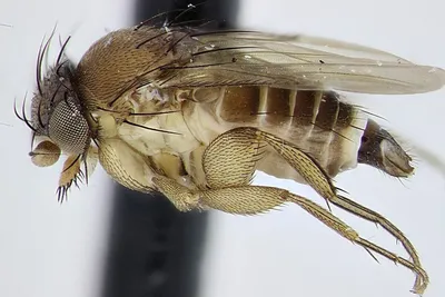 Свекловичная минирующая муха