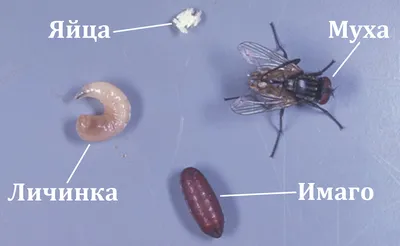 Биолог: комнатные мухи являются переносчиками холеры и сальмонеллеза - 24  мая, 2020 Популярное «Кубань 24»