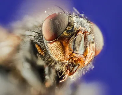 Борьба с вишневой мухой: методы борьбы, обработка черешни от вишневой мухи