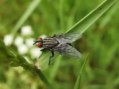 File:Вольфартова муха 2.jpg - Wikimedia Commons