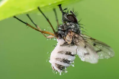 Как избавиться от мух в доме: 9 проверенных методов в борьбе с мухами |  ivd.ru